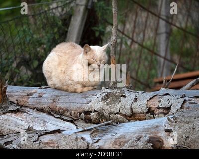 Katze in der Wildnis entspannend Stockfoto