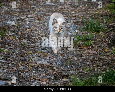 Katze in der Wildnis kommt zu Ihnen und schaut Sie an Stockfoto