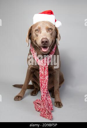 Brauner Labrador Retriever trägt einen Weihnachtsmütze Stockfoto