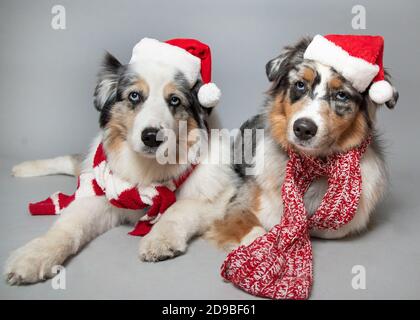 Zwei australische Schäferhunde liegen nebeneinander am Boden Weihnachtsmützen Stockfoto
