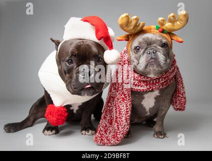 Zwei französische Bulldoggen in einem Weihnachtsmann Hut und Geweih gekleidet Stockfoto