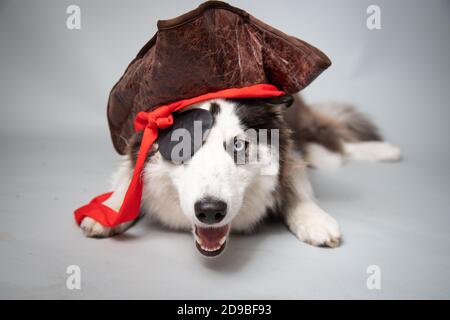 Porträt eines sibirischen Husky als Pirat gekleidet Stockfoto