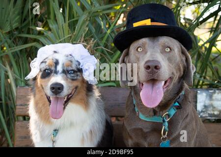 Australian Shepherd und labrador Retriever als Pilger in einem gekleidet Garten Stockfoto