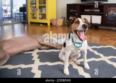 Jack russell Terrier und ein Weimaraner Hund in einem Leben Zimmer Stockfoto