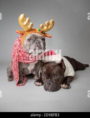 Zwei französische Bulldoggen in einem Weihnachtsmann Hut und Geweih gekleidet Stockfoto