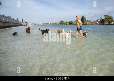 Frau, die im Ozean steht und mit einer Gruppe von Hunden spielt, Florida, USA Stockfoto