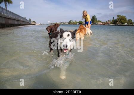 Frau, die im Ozean steht und mit einer Gruppe von Hunden spielt, Florida, USA Stockfoto
