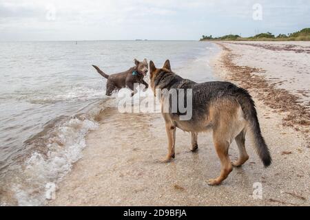 Labrador Retriever und ein deutscher Schäferhund am Strand, Florida, USA Stockfoto