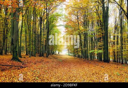 Herbstwald mit Straße und Bäumen Stockfoto