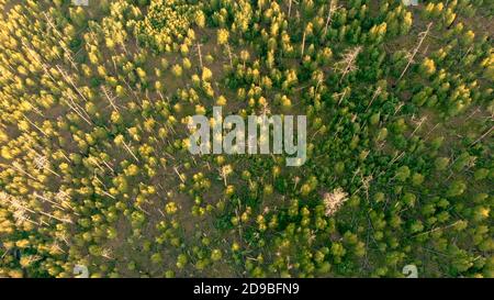 Luftaufnahme von Drohne Folgen von Waldbrand. Wiederherstellung der Umgebung nach einem Ausfall. Trockene, alte und tote Stämme. Naturlandschaft. Kamera-Til Stockfoto