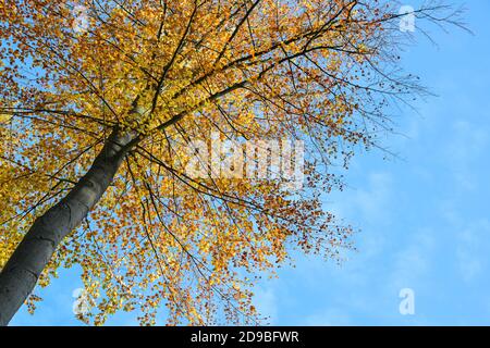 Blick in die Krone einer Buche mit bunten rot-goldenen Herbstblättern vor blauem Himmel, saisonaler Naturhintergrund mit Kopierraum, ausgewählte Focu Stockfoto