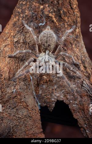 Afrikanischer Pavian-Tarantula im defensiven Modus, Indonesien Stockfoto