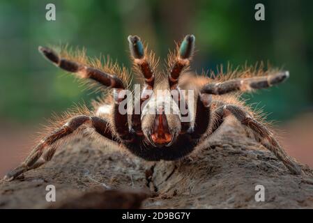 Afrikanischer Pavian-Tarantula im defensiven Modus, Indonesien Stockfoto