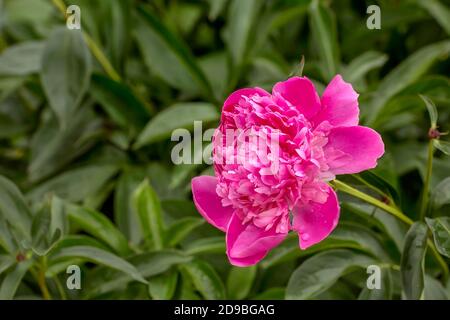 Rosa Pfingstrose blüht vor einem Hintergrund von verschwommenen Blumen Und geht Stockfoto