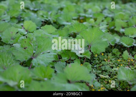 Tussilago farfara coltsfoot Blätter, close-up. Natürliche Pflanzenhintergrund, medizinisch grüne Blätter coltsfoot Stockfoto