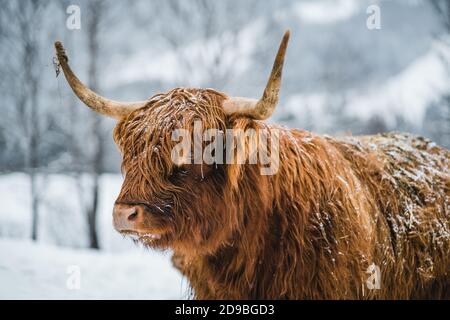 Porträt einer galloway-Kuh, die auf einem Feld im Schnee steht, Österreich Stockfoto