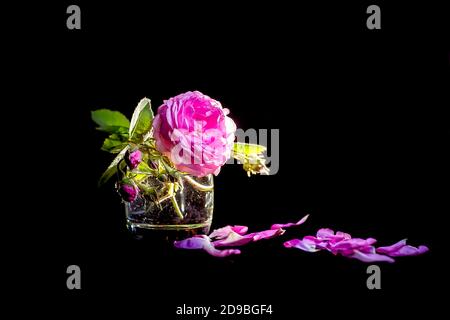 Rosa Wildrose. Ein kleiner Strauß rosa Teerosen. Dunkler Hintergrund. Rosa Wildrose. Stockfoto