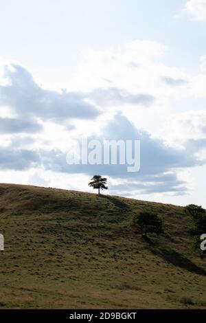 Einzelner Baum auf dem Landfeld, Tageslicht Stockfoto