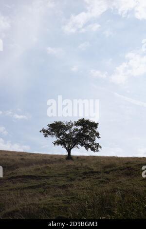 Einzelner Baum auf dem Landfeld, Tageslicht Stockfoto