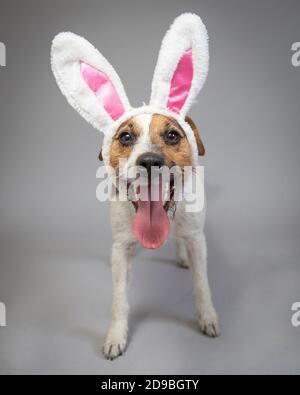 Porträt eines Buben russell trägt Hasenohren Stockfoto