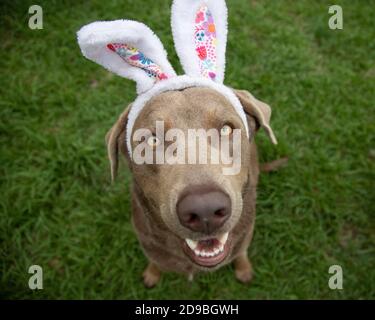 Portrait eines silbernen labrador Retriever mit Hasenohren Stockfoto