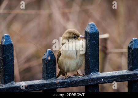 Nahaufnahme Blick auf einen kleinen Vogel, der auf der Central Park Railings sitzt. Manhattan, New York City, USA Stockfoto
