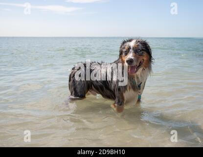 Australischer Hirte im Ozean, Florida, USA Stockfoto
