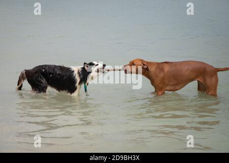 Sibirischer Husky und ein Rhodesian Ridgeback mit einem Tauziehen im Ozean, Florida, USA Stockfoto