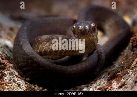 Nahaufnahme einer gekielten Schneckenschlange, Indonesien Stockfoto