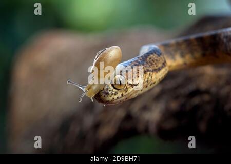 Kielige, nackig fressende Schlange mit Schnecke auf dem Kopf, Indonesien Stockfoto