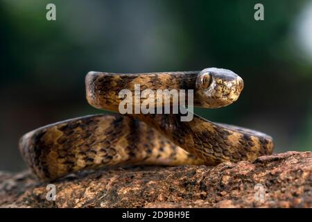 Nahaufnahme einer gekielten Schneckenschlange, Indonesien Stockfoto