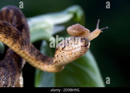 Kielige, nackig fressende Schlange mit Schnecke auf dem Kopf, Indonesien Stockfoto