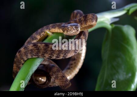 Nahaufnahme einer gekielten Schneckenschlange auf einer Pflanze, Indonesien Stockfoto