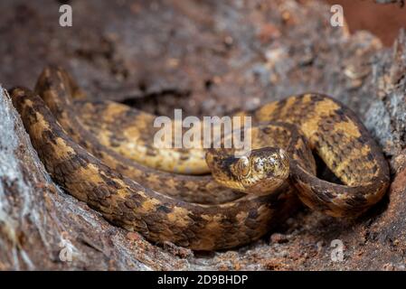 Gekielte Schnecke Schlange versteckt in der Rinde des Baumes, Indonesien Stockfoto