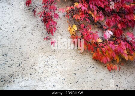 Virginia Creeper oder woodbine (Parthenocissus quinquefolia) mit roten Herbstblättern und kleinen dunklen Beeren selbst Klettern auf einer verputzten Wand, BA Stockfoto