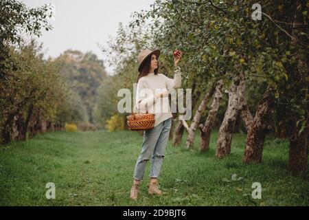 Schöne junge Frau in Hut und weißen Pullover pflücken rote Äpfel im Korb in Obstgarten. Stockfoto