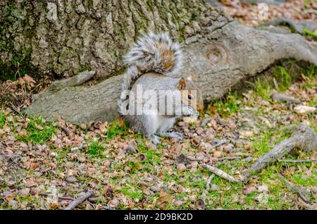 Cute American Grey Squirel beim Essen einer Nuss im Central Park, New York, USA Stockfoto