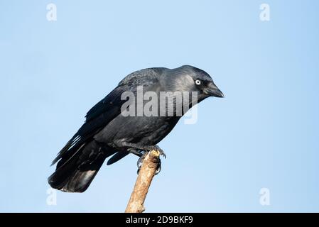 Jackdaw, Western Jackdaw, Corvus monedula Hochburg über einem britischen Garten, Herbst 2020 Stockfoto