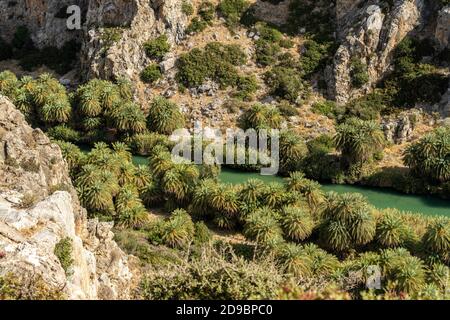 Kretische Sattelpalmen und der Fluss Megalopotamos in der Schlucht von Preveli, Kreta, Griechenland, Europa und dem Megalopotamo Stockfoto