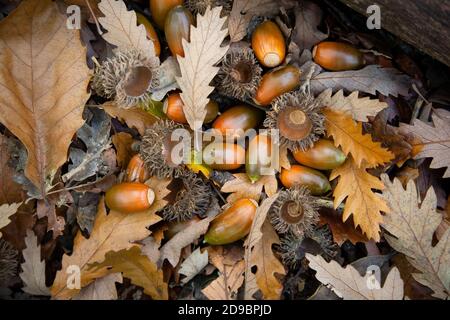 Herbstliche Nahaufnahme von reifen Eicheln und Eichenblättern auf dem Waldboden von Wimbledon Common, London, Großbritannien Stockfoto