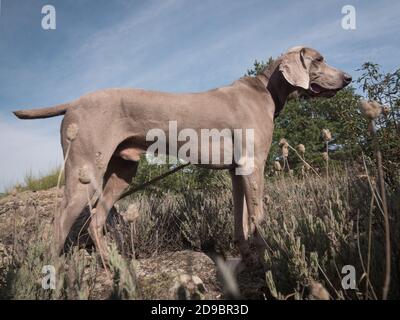 Low-Angle-Aufnahme von Weimaraner Hund bereit für den Spaziergang in den Bergen von Madrid (Spanien). Stockfoto