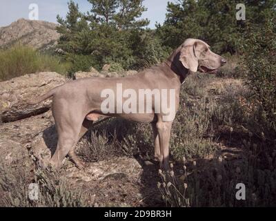 Weimaraner Hund bereit für den Spaziergang in den Bergen von Madrid (Spanien). Stockfoto