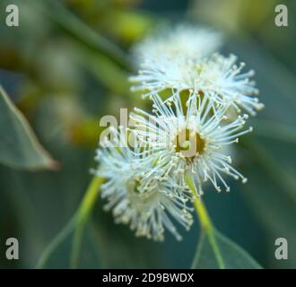 Eukalyptusbaum mit strahlend weißer Staubblüte in Devon, England, UK. Myrtaceae Stockfoto