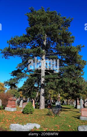 Nadelbaum gegen blauen Himmel Stockfoto