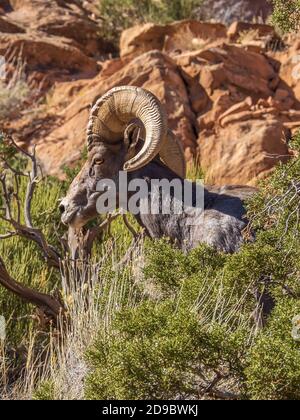 Bighorn RAM, Monument Canyon Trail, Colorado National Monument in der Nähe von Grand Junction, Colorado. Stockfoto