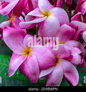 Rosa Plumeria oder Frangipani Blumen Stockfoto