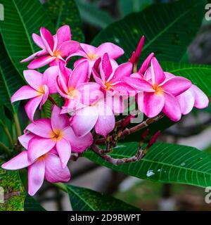 Rosa Plumeria oder Frangipani Blumen Stockfoto