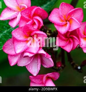 Rosa Plumeria oder Frangipani Blumen Stockfoto