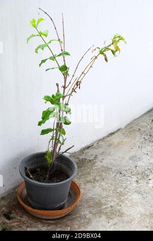 Kleine Pflanze im Kunststofftopf nahe der weißen Wand des Balkons, dekoriert im kleinen Bürogebäude. Stockfoto