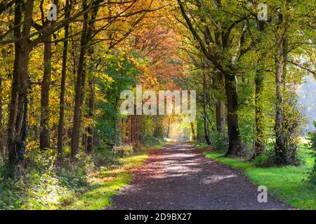 Sythen, Münsterland, Deutschland. November 2020. Ein Pfad sieht ruhig aus, da während der teilweisen landesweiten Sperrung weniger Menschen als normal draußen sind. Schöne Herbstsonne mit blauem Himmel und milden Temperaturen bringen die Farbe der Blätter und Gräser in diesem Wald unter Sythen im Münsterland zum Vorschein. Kredit: Imageplotter/Alamy Live Nachrichten Stockfoto